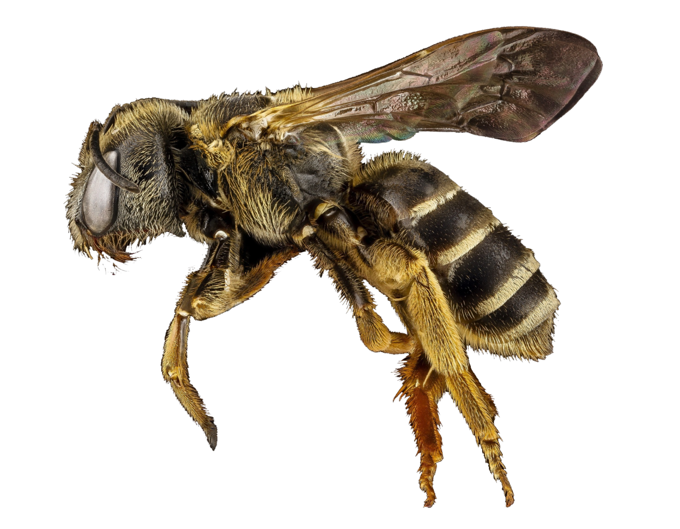 Bee Transparent