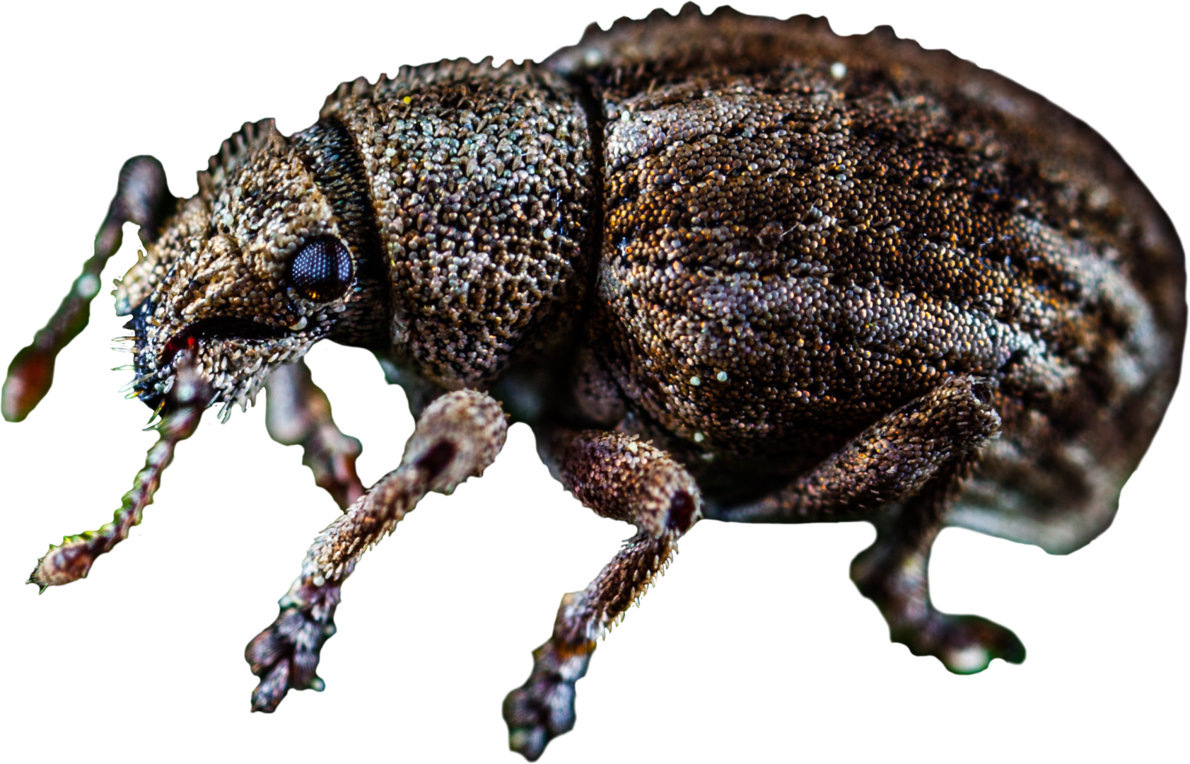 Brown Bug Transparent