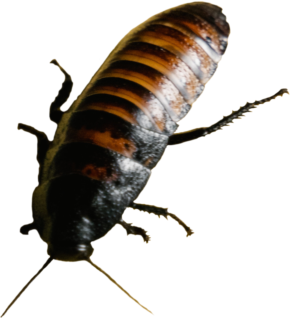 Cockroach Transparent