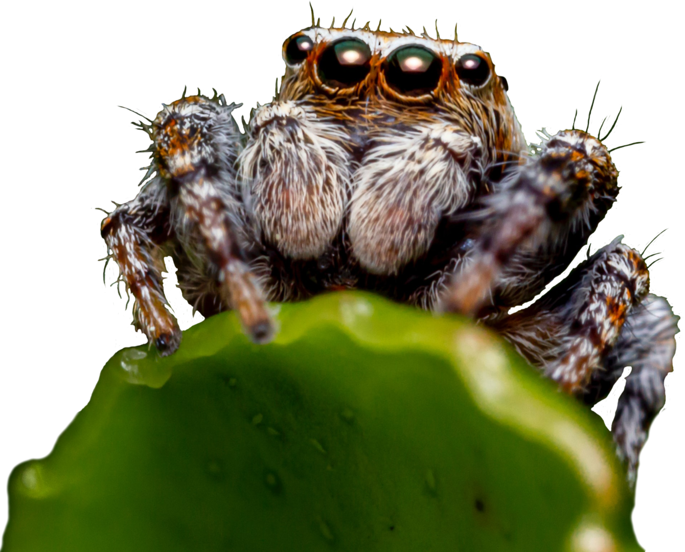 Jumping Spider Transparent