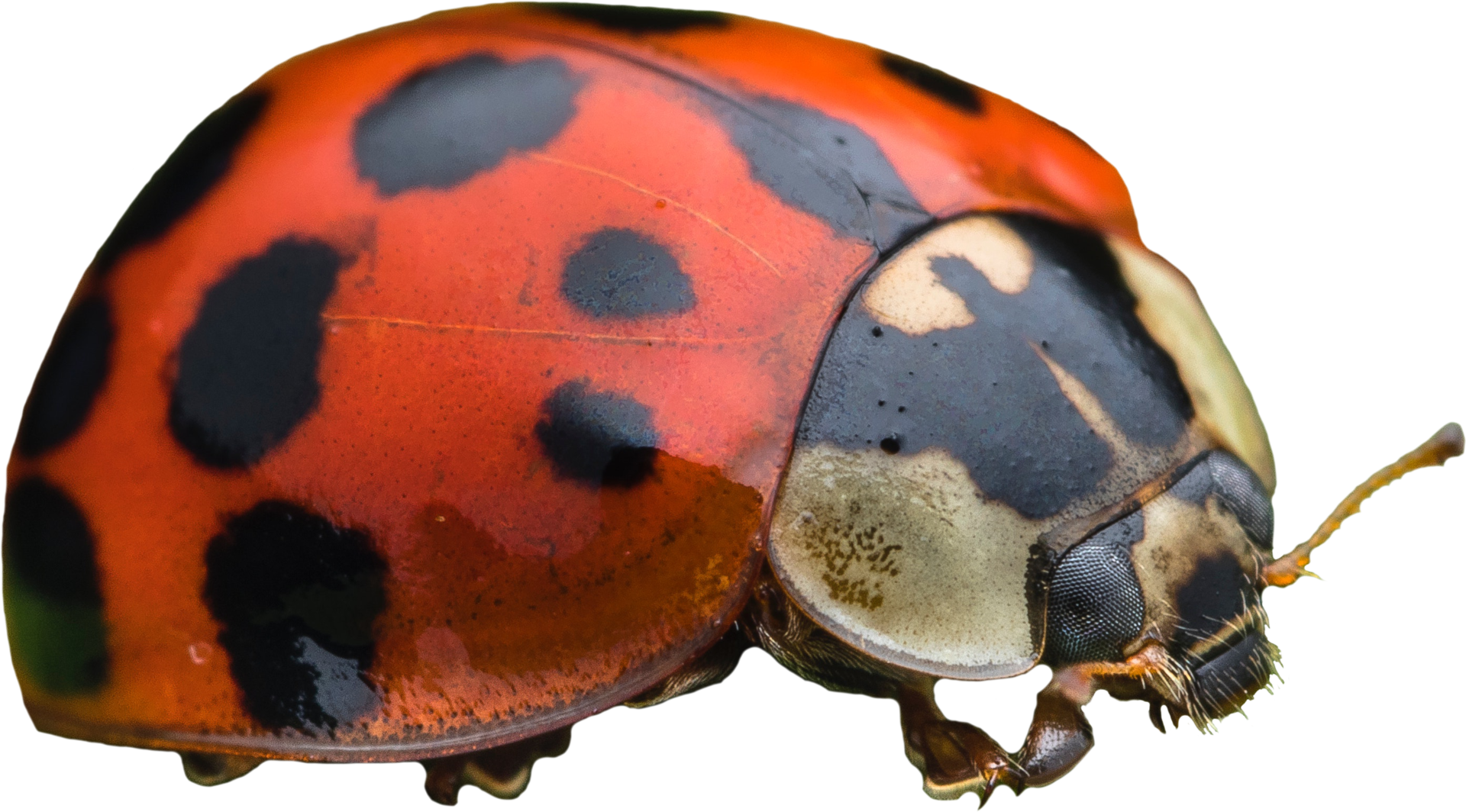 Ladybug Transparent