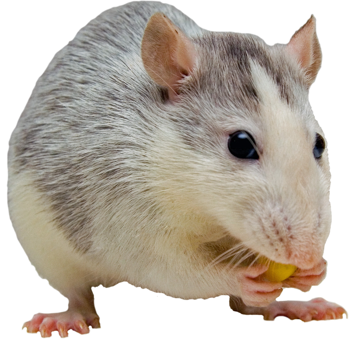 Rat Transparent