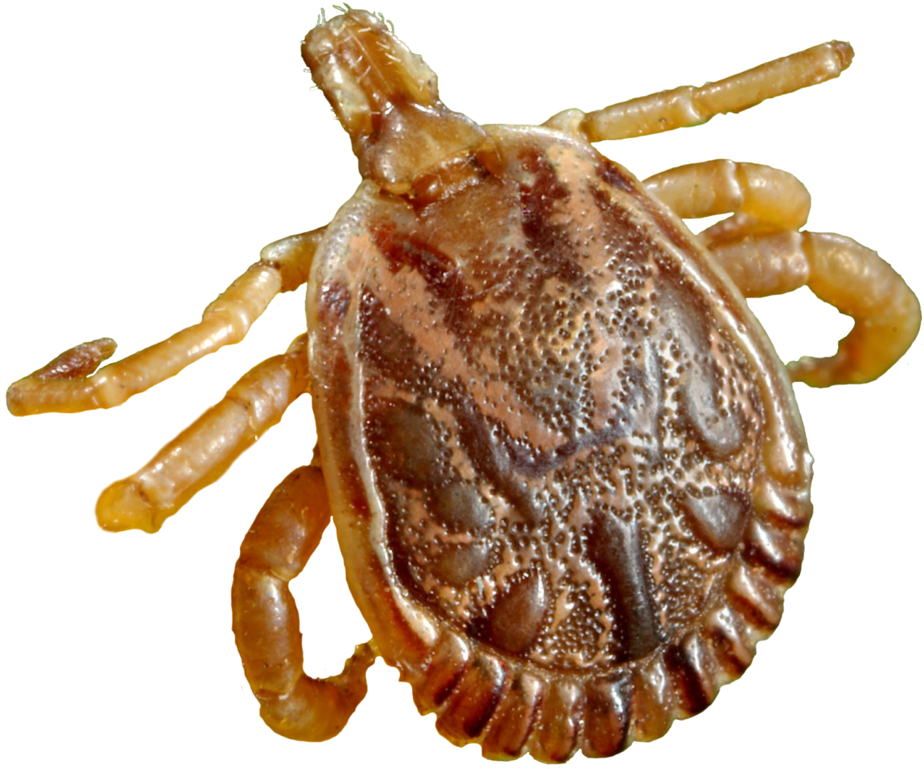 Tick Transparent